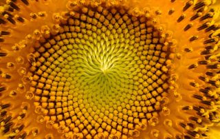 Sunflower Face