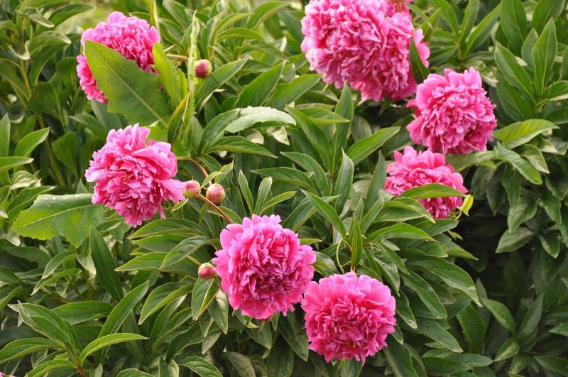 Peonies Growing on a bush