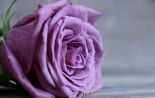 Purple Rose