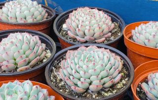 Succulents