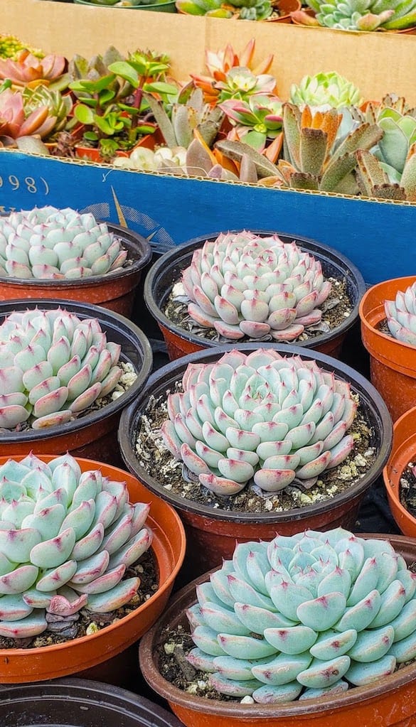 Desert Garden Succulents