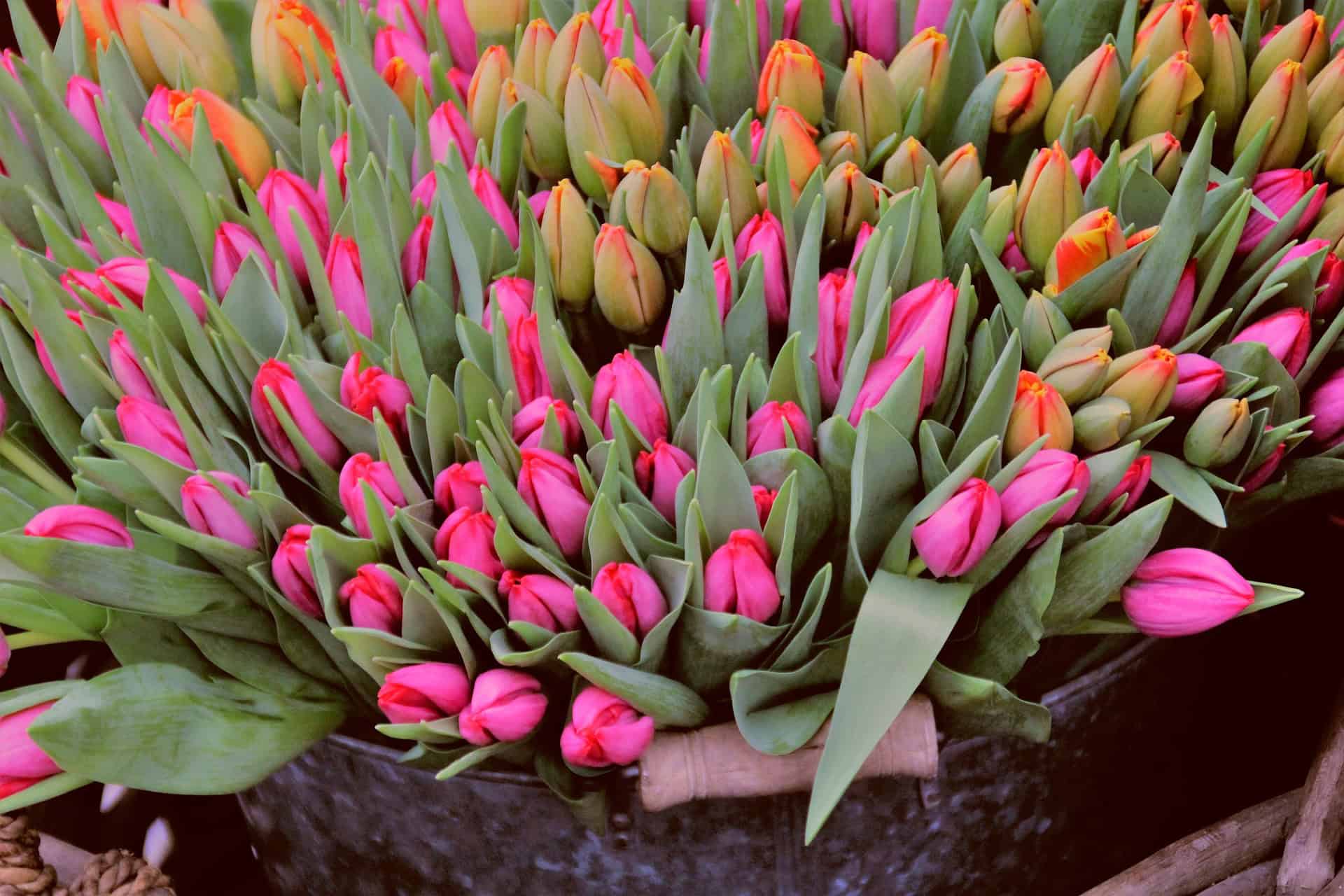 Tulips