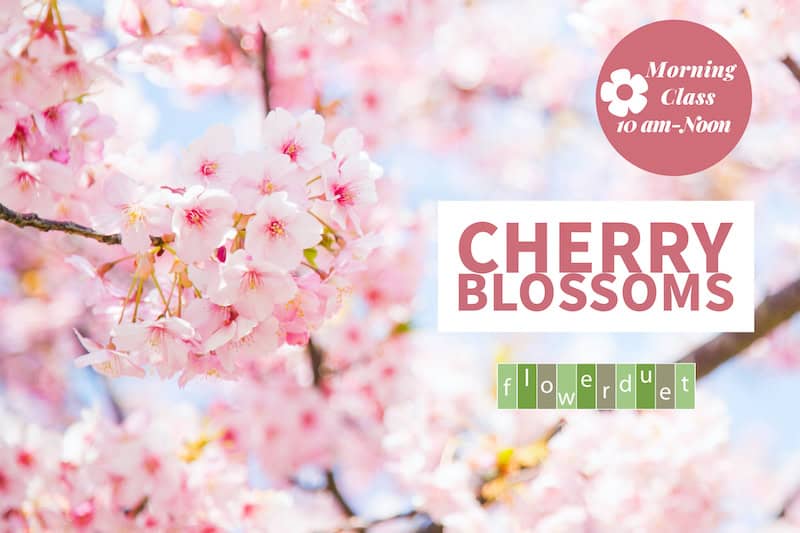 Cherry Blossoms