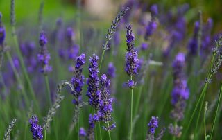 Lavender