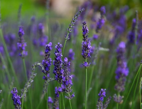 Healing Properties of Flowers and&nbsp;Herbs