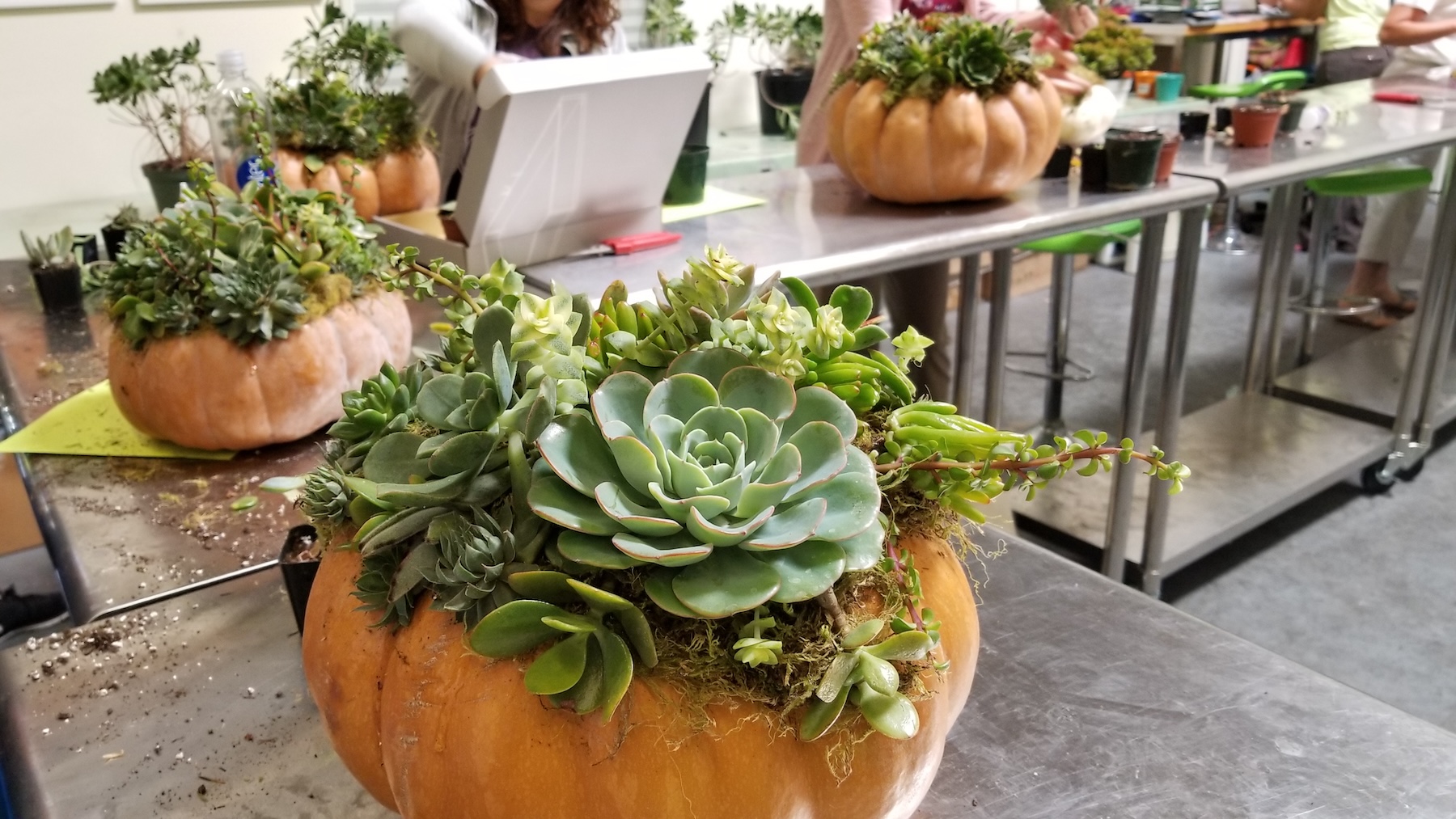 Succulent Pumpkins